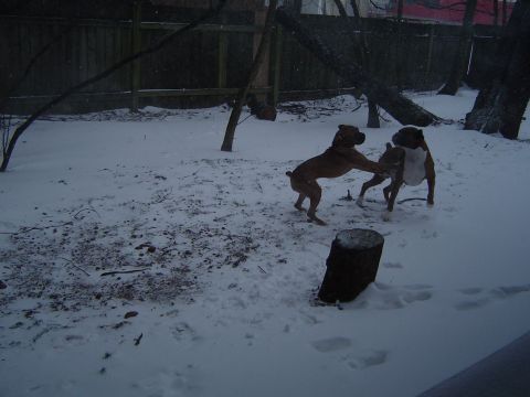 1989 Ford Bronco - Doggies in the new snow