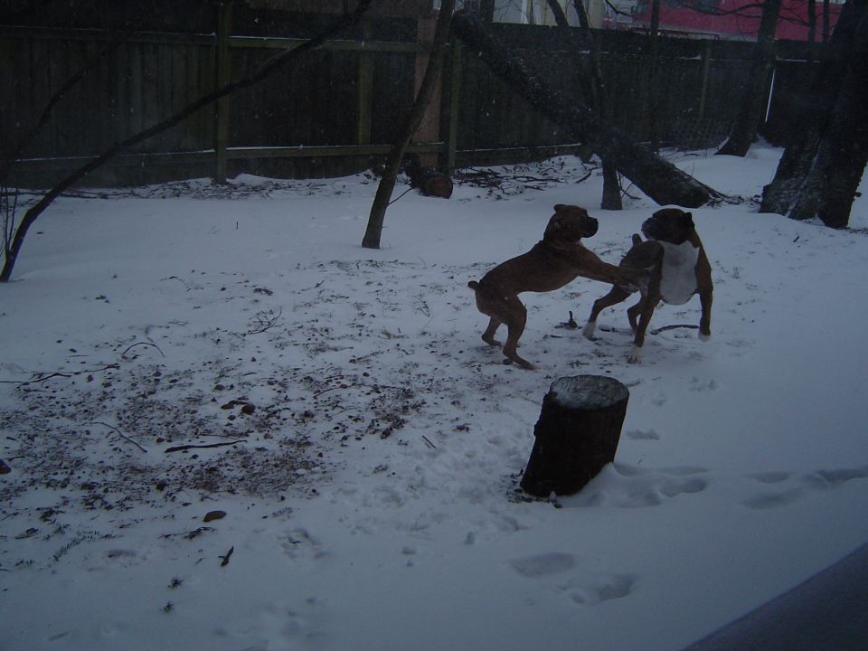 Doggies in the new snow
