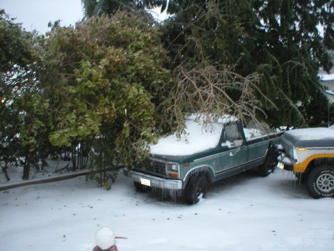 1978 Ford Bronco - Trees on my donor truck.