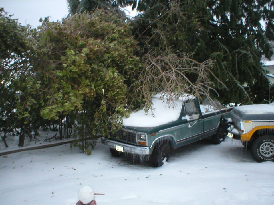 Trees on my donor truck.