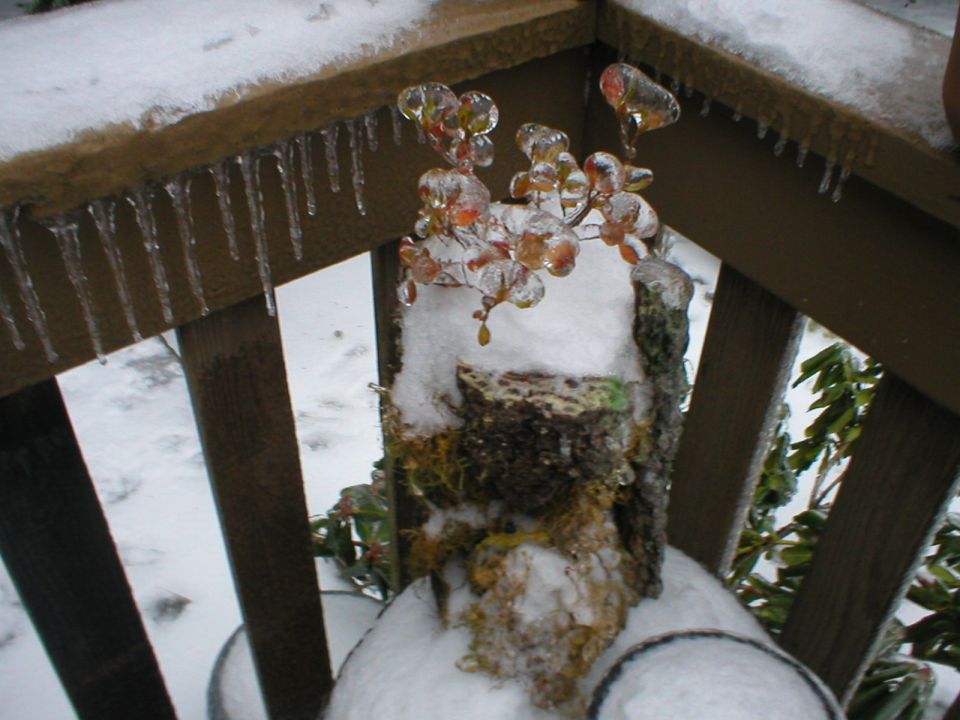 Poor crusted plant.