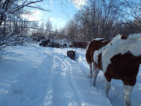 1963 Hummer H3 - A horse and donkey navigate a snow-covered path, with distant equipment hinting at human activity in the winter landscape.