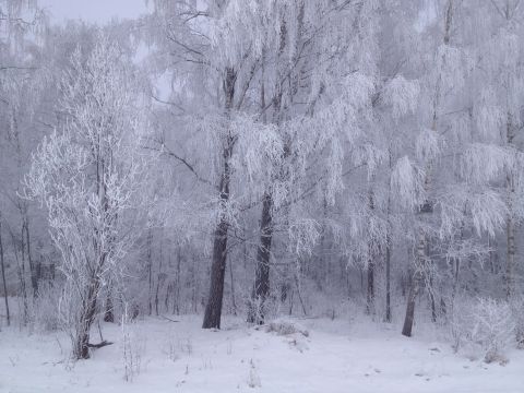 1987 Ford Bronco - Winter scene of a forest with trees heavily frosted and covered in snow.