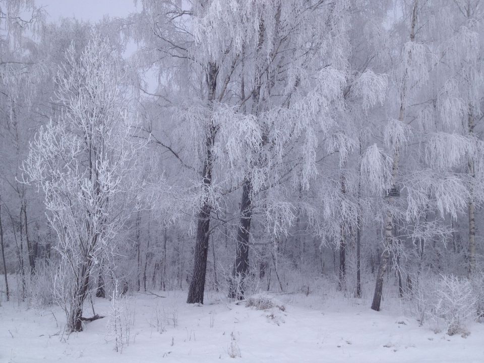 snowy forest with trees covered in frost and snow, Supermotors.net logo in lower right