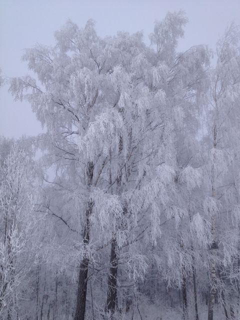 1987 Ford Bronco - A winter scene depicts trees heavily coated in frost, creating a delicate, icy landscape.