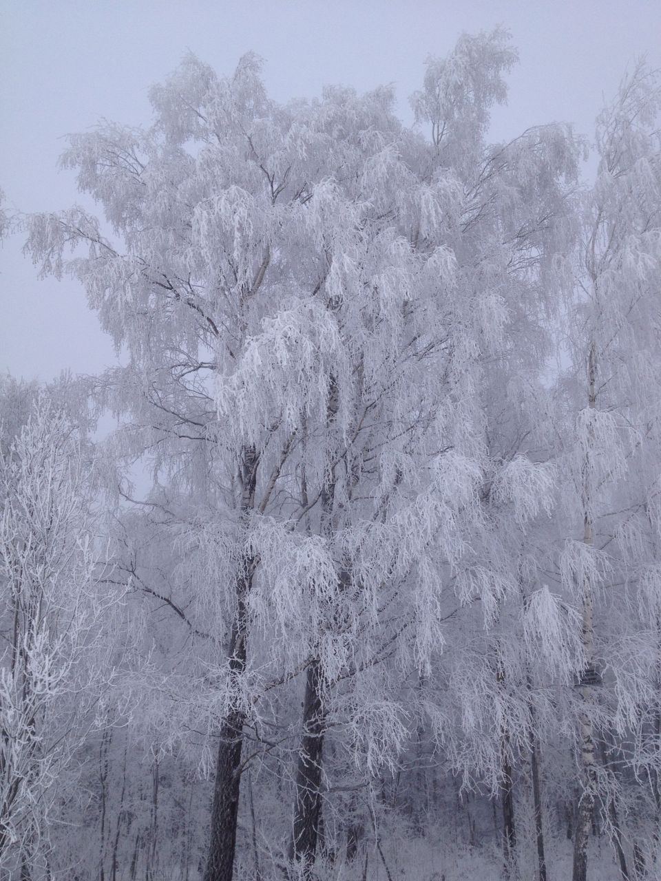 Frosted trees in a winter forest scene
