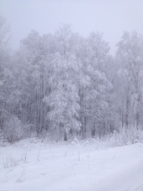 1987 Ford Bronco - A winter forest scene with trees heavily laden with snow and frost.