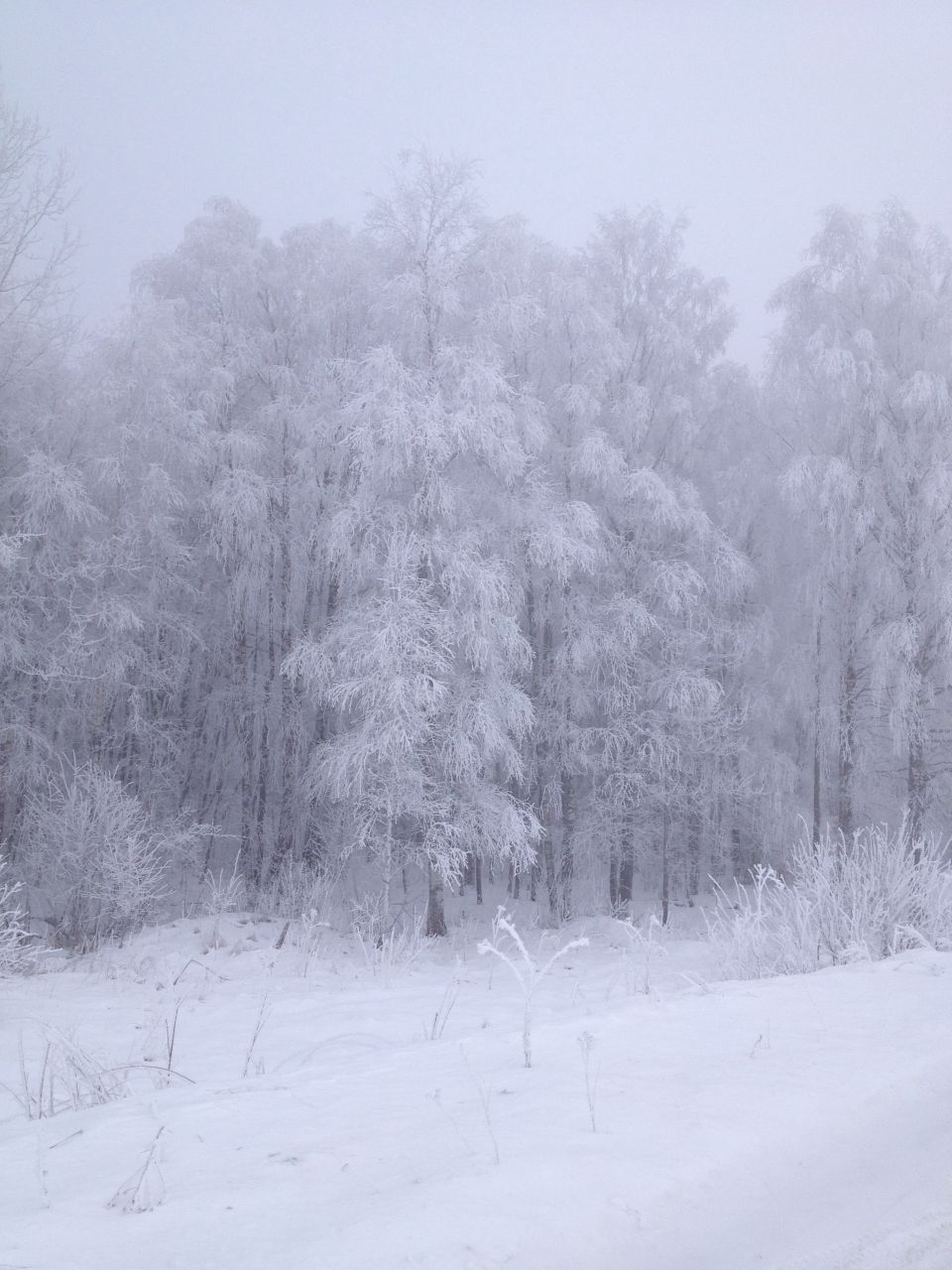 Snow-covered trees and ground in a winter forest