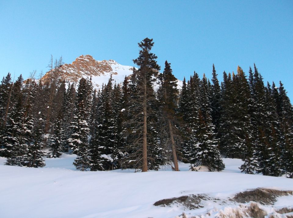 Snowy mountain peak behind a dense forest of evergreen trees under a clear blue sky