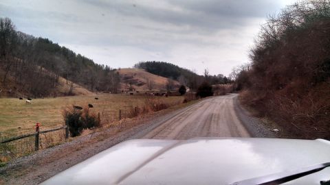 1979 Ford Bronco - Driving down a dirt road in a rural area with cows grazing in a nearby field.