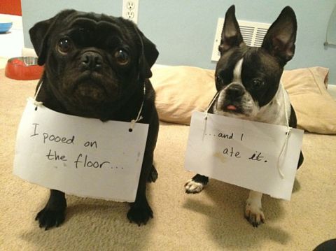 2006 Ford E350 - Two dogs are caught after making messes, each with a sign confessing their misdeeds.