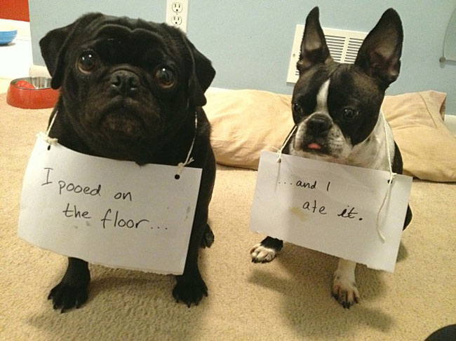 Black pug and Boston terrier sit on carpet, each wearing a sign. The pug's sign reads "I pooed on the floor...". The Boston terrier's sign reads "...and I ate it."