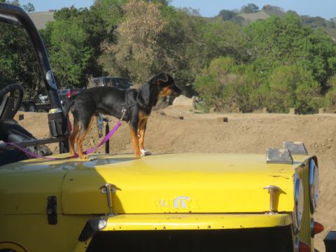 1989 Ford Bronco - A dog stands on the hood of a yellow Willys jeep in an outdoor setting.