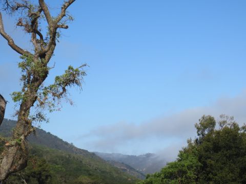 1989 Ford Bronco - A large, gnarled tree stands in the foreground, with rolling, mist-shrouded hills visible in the distance under a clear blue sky.