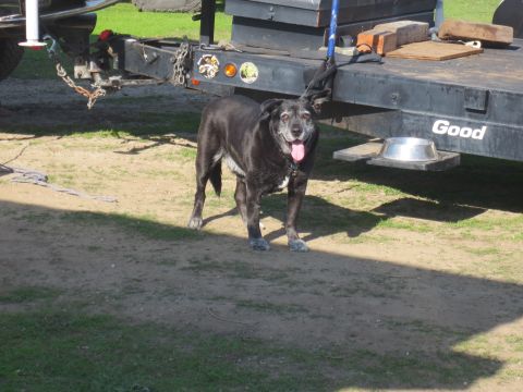 1989 Ford Bronco - A black dog stands in front of a trailer, panting with its tongue out.