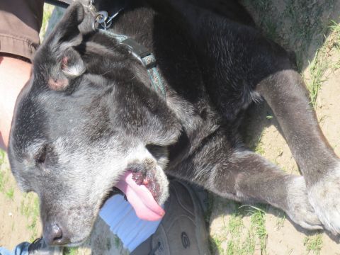 1989 Ford Bronco - A black dog with a grey muzzle rests with its tongue hanging out, lying on the ground next to a person's leg.