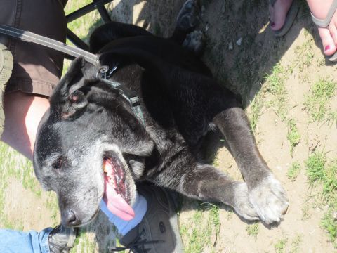 1989 Ford Bronco - A black dog rests on the ground, panting with its tongue hanging out.