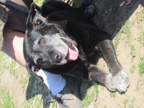 1989 Ford Bronco - A black dog with a graying muzzle rests on the ground, tongue out.