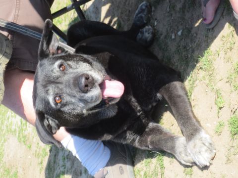 1989 Ford Bronco - A black dog with a grey muzzle rests on the ground, its tongue hanging out.