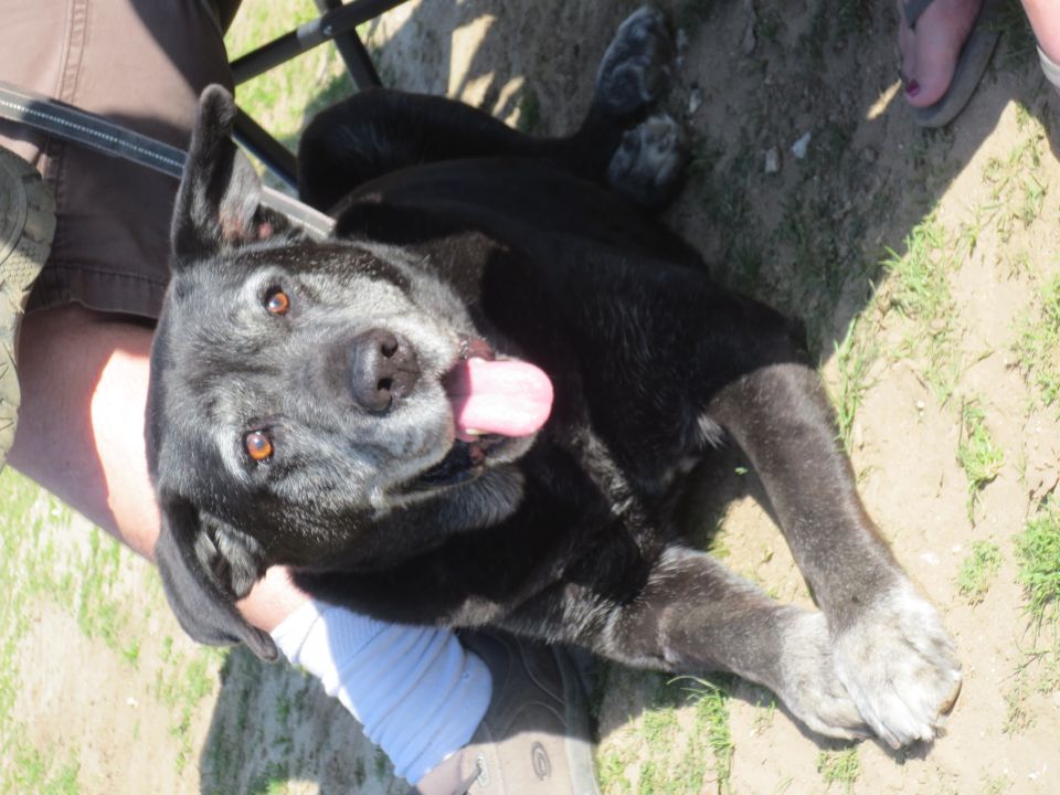 Black dog with grey muzzle lying on the ground, panting