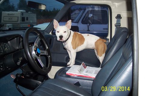 1990 Ford Bronco - Dog stands inside a vintage pickup truck, with another truck visible through the window.