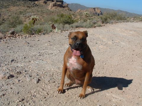 1977 Ford F-250 - My Dog APOK in Florence Arizona