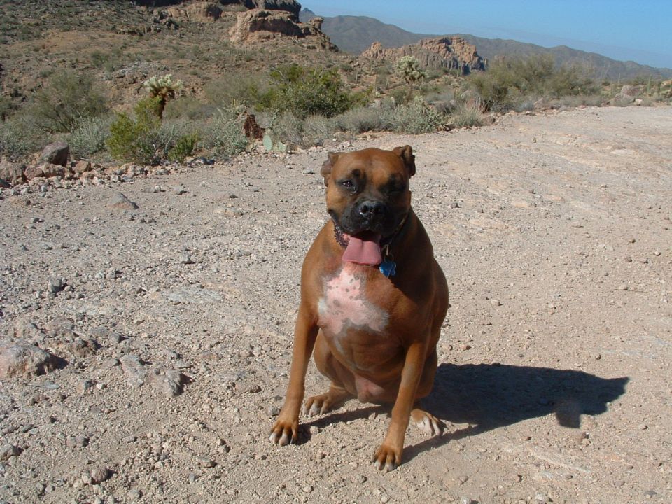 Fawn boxer dog sitting on a rocky desert trail with cacti and mountains behind