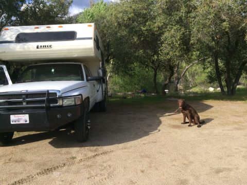 1996 Ford C-350 (Centurion Conversions) - A white pickup truck with a Lance camper shell is parked at a campsite, with a chocolate lab sitting nearby.