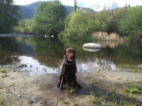 1996 Ford C-350 (Centurion Conversions) - Dog enjoys a moment by the water during an April camping trip.