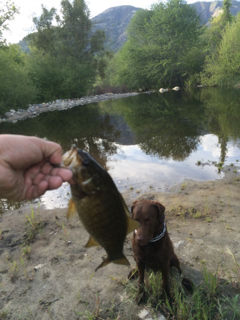 1996 Ford C-350 (Centurion Conversions) - A successful fishing trip with a dog companion by the water.