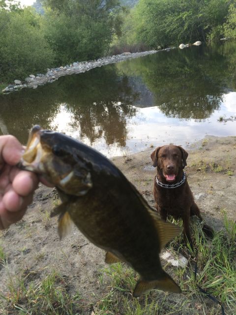1996 Ford C-350 (Centurion Conversions) - A successful fishing trip with a dog companion by the river.