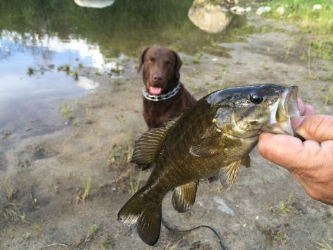 1996 Ford C-350 (Centurion Conversions) - A successful fishing trip with a happy dog by the water's edge.