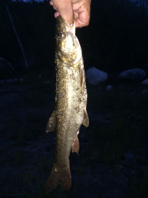 1996 Ford C-350 (Centurion Conversions) - A person displays a freshly caught fish during an outdoor excursion.