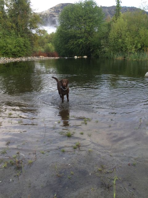 1996 Ford C-350 (Centurion Conversions) - A dog enjoys a refreshing dip in a calm body of water surrounded by lush greenery and a distant hillside.