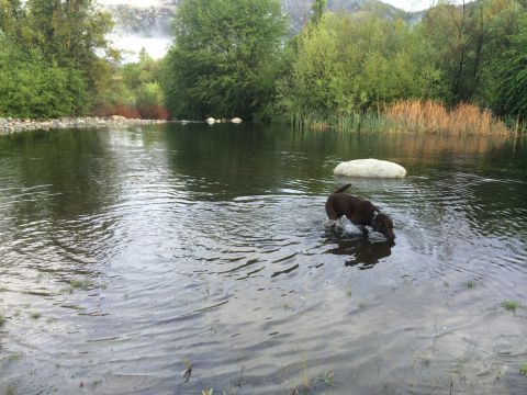 1996 Ford C-350 (Centurion Conversions) - Dog explores the water's edge during a camping trip.