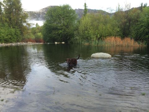 1996 Ford C-350 (Centurion Conversions) - A dog enjoys a refreshing dip in a river surrounded by lush greenery and distant hills.