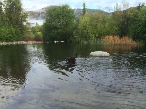 1996 Ford C-350 (Centurion Conversions) - A dog enjoys a cool dip in a river surrounded by lush greenery and distant hills.