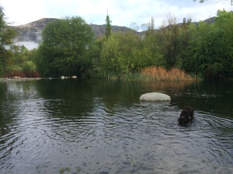 1996 Ford C-350 (Centurion Conversions) - A dog enjoys a refreshing dip in a lake surrounded by lush greenery and distant hills under an overcast sky.