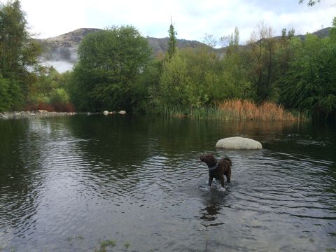 1996 Ford C-350 (Centurion Conversions) - A dog enjoys a dip in a calm body of water surrounded by lush greenery and distant hills.