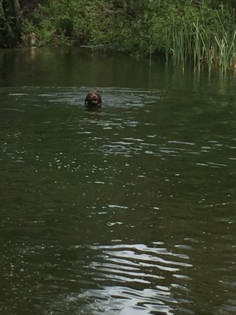 1996 Ford C-350 (Centurion Conversions) - A dog enjoys a swim in the water on a warm day.