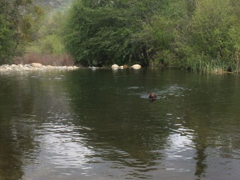 1996 Ford C-350 (Centurion Conversions) - A dog enjoys a swim in a river surrounded by lush green trees and rocky shores.