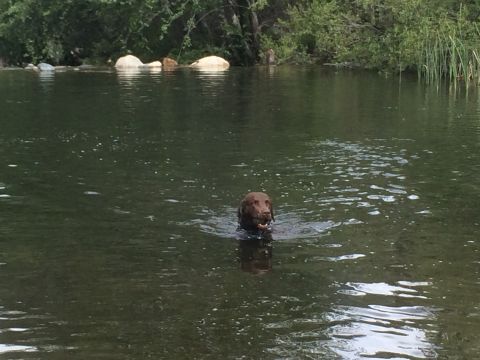 1996 Ford C-350 (Centurion Conversions) - A dog enjoys a refreshing swim in the river during an April camping trip.