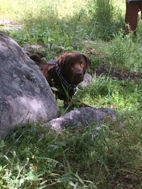 1996 Ford C-350 (Centurion Conversions) - A chocolate labrador retriever dog is partially hidden by rocks and surrounded by greenery.