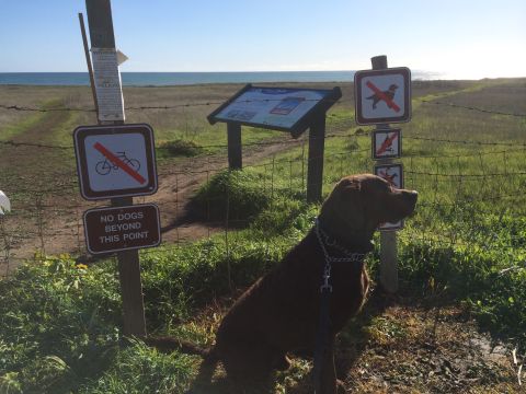 1996 Ford C-350 (Centurion Conversions) - A dog sits patiently near a fence with various 'no' signs, overlooking the ocean.
