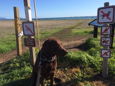 1996 Ford C-350 (Centurion Conversions) - A dog waits patiently near a fence with multiple prohibition signs, overlooking a grassy field and the ocean.