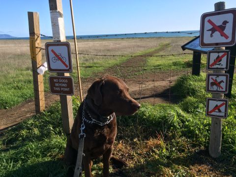 1996 Ford C-350 (Centurion Conversions) - A dog waits patiently near a fence with multiple 'no' signs, overlooking a grassy field and the ocean.