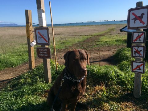 1996 Ford C-350 (Centurion Conversions) - A dog sits near a fence with signs indicating no dogs, bikes, horses, or camping beyond this point.