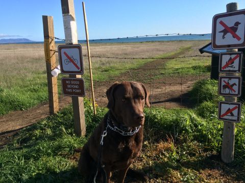 1996 Ford C-350 (Centurion Conversions) - A brown dog sits patiently by a fence, with several signs indicating restrictions for dogs, bicycles, and campfires.