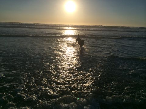 1996 Ford C-350 (Centurion Conversions) - A dog enjoys a sunset run through the ocean waves, with the sun glinting off the water.