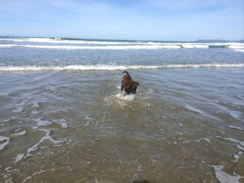 1996 Ford C-350 (Centurion Conversions) - A brown dog enjoys a day at the beach, playing in the shallow ocean water with waves in the background.